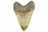 Serrated, Fossil Megalodon Tooth - Huge NC Meg #299010-2